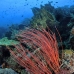whip_sea_red_kimabt04_v_0035_sul1794.jpg